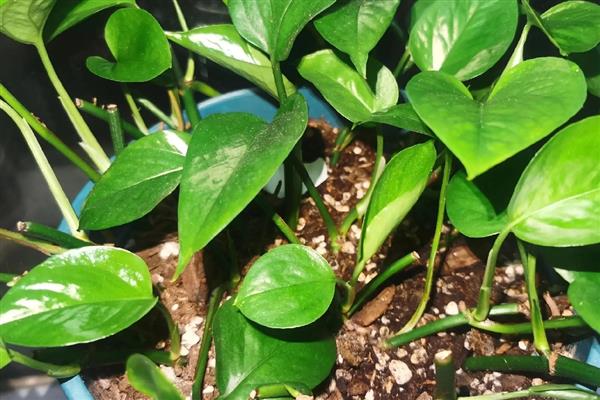 绿萝冬天怎么养，要做好保温工作