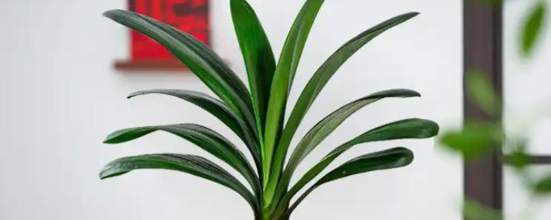 君子兰烂根怎么办，将烂根切除并消毒重栽