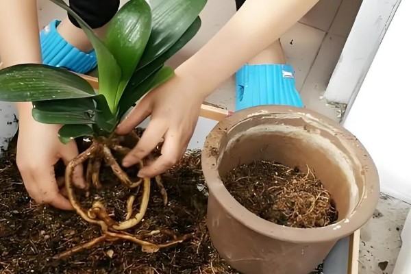 君子兰烂根怎么办，将烂根切除并消毒重栽