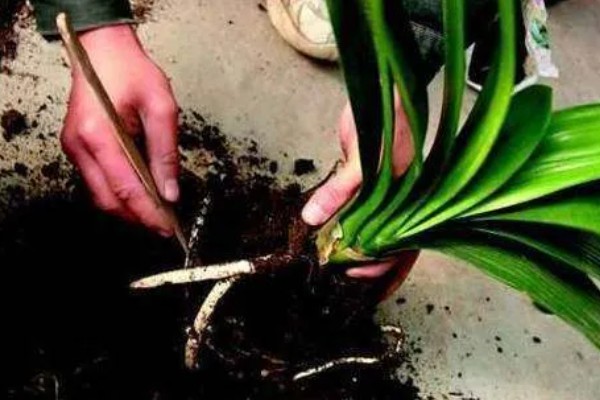 君子兰烂根怎么办，将烂根切除并消毒重栽
