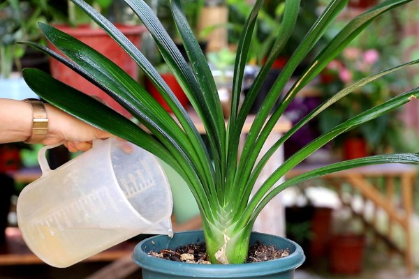 君子兰烂根怎么办，将烂根切除并消毒重栽