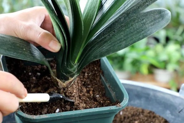 君子兰烂根怎么办，将烂根切除并消毒重栽