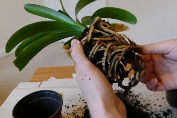 君子兰烂根怎么办，将烂根切除并消毒重栽