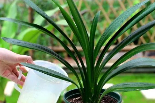 君子兰烂根怎么办，将烂根切除并消毒重栽