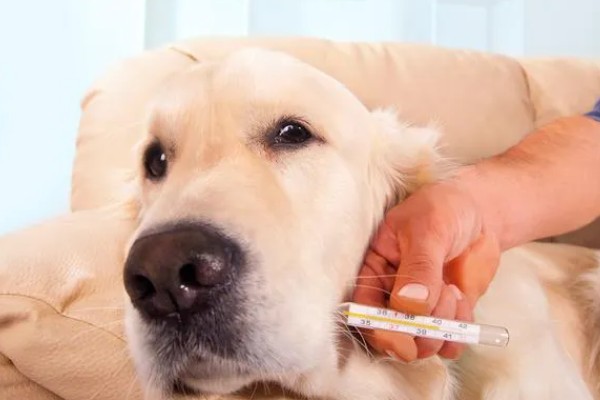 狗感冒会不会死亡，病毒和细菌性感冒可能会致死