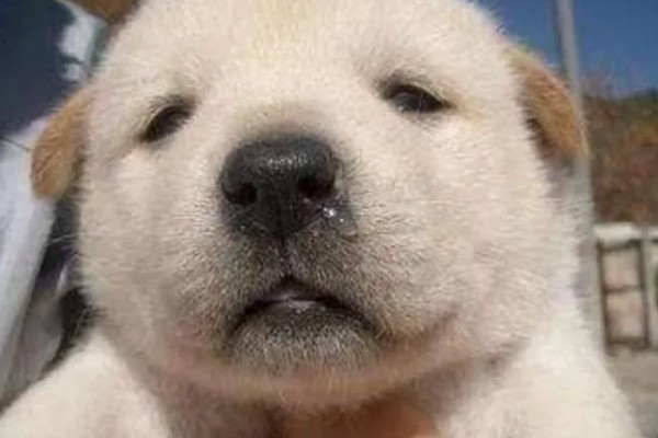 狗感冒会不会死亡，病毒和细菌性感冒可能会致死