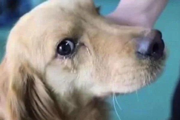 狗感冒会不会死亡，病毒和细菌性感冒可能会致死