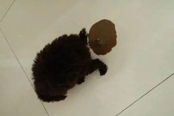 狗感冒会不会死亡，病毒和细菌性感冒可能会致死