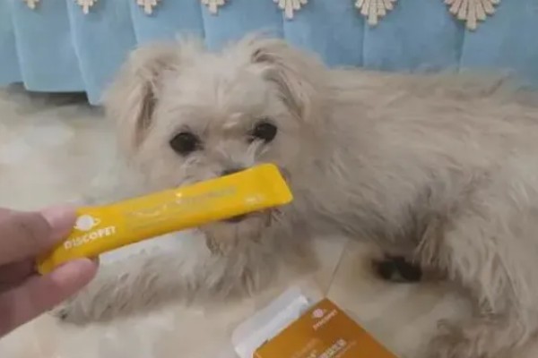 狗感冒会不会死亡，病毒和细菌性感冒可能会致死