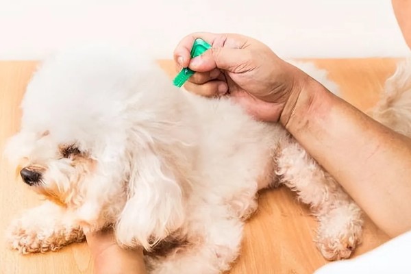 狗感冒会不会死亡，病毒和细菌性感冒可能会致死