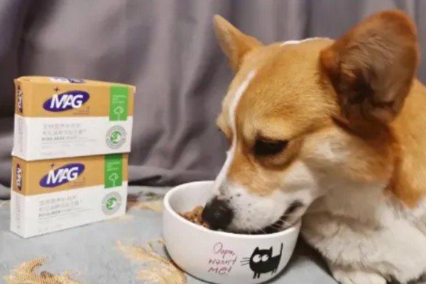 狗感冒会不会死亡，病毒和细菌性感冒可能会致死