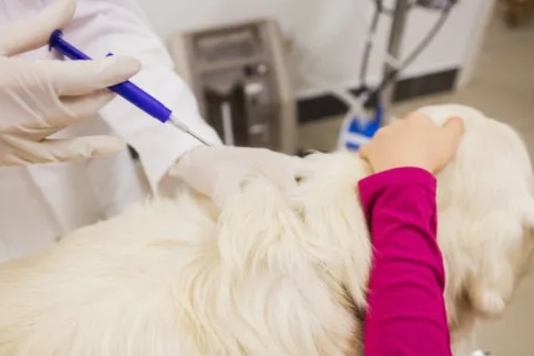 狗感冒会不会死亡，病毒和细菌性感冒可能会致死