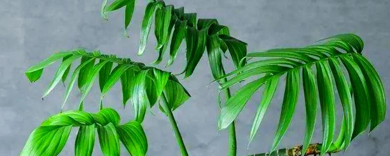 麒麟尾盆栽的养殖方法，喜欢生长在光照充足的环境中