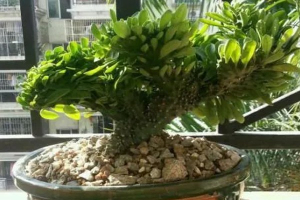 麒麟尾盆栽的养殖方法，喜欢生长在光照充足的环境中