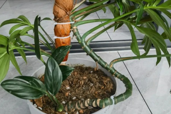 麒麟尾盆栽的养殖方法，喜欢生长在光照充足的环境中