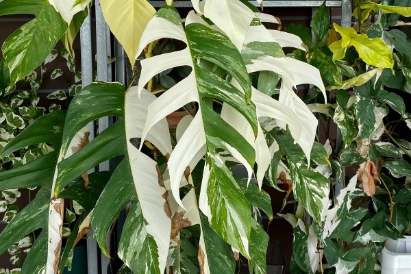 麒麟尾盆栽的养殖方法，喜欢生长在光照充足的环境中