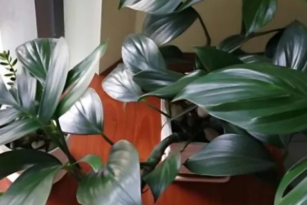 麒麟尾盆栽的养殖方法，喜欢生长在光照充足的环境中