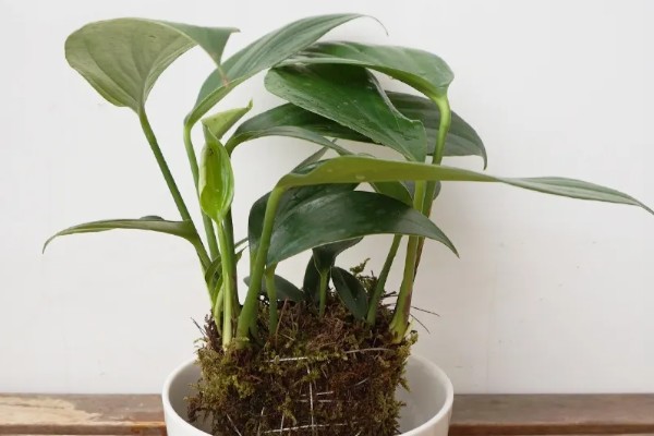 麒麟尾盆栽的养殖方法，喜欢生长在光照充足的环境中