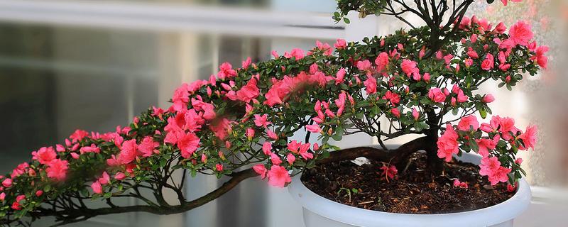 杜鹃花可以浇淘米水吗，可以用淘米水浇灌