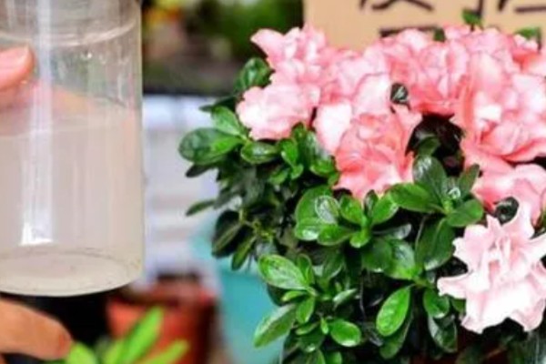 杜鹃花可以浇淘米水吗，可以用淘米水浇灌
