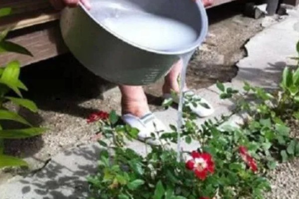 杜鹃花可以浇淘米水吗，可以用淘米水浇灌