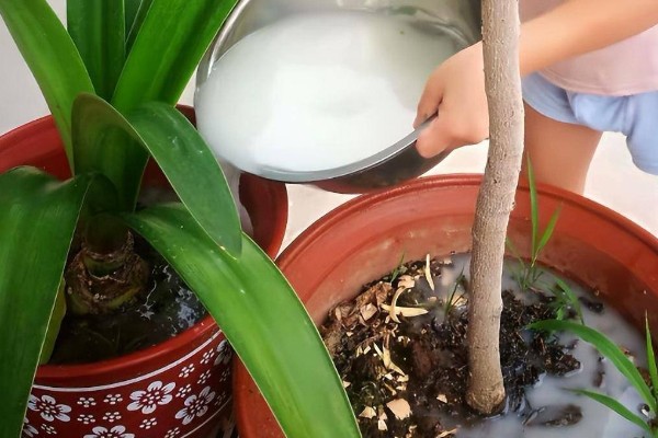 杜鹃花可以浇淘米水吗，可以用淘米水浇灌
