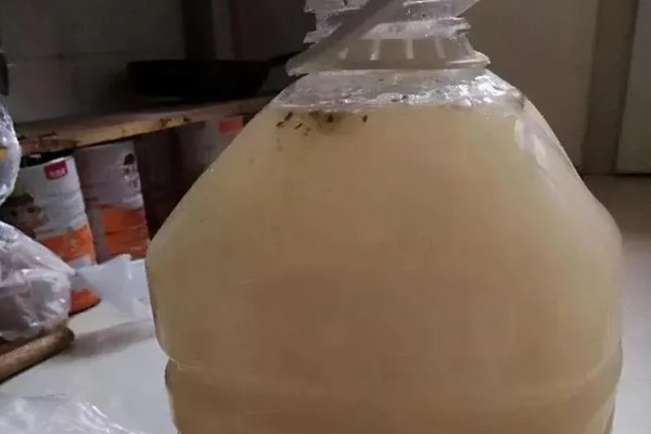 杜鹃花可以浇淘米水吗，可以用淘米水浇灌