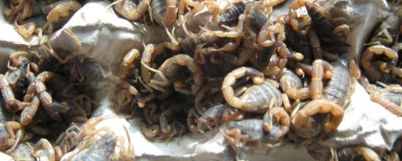 怎么养蝎子，把温度保持在15-35℃