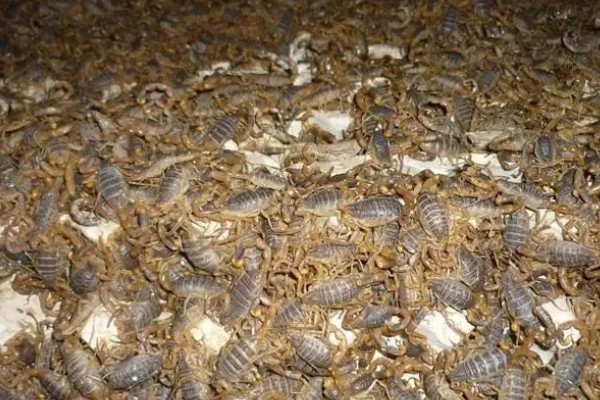 怎么养蝎子,把温度保持在15-35℃