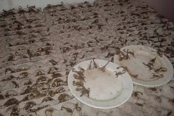 怎么养蝎子,把温度保持在15-35℃