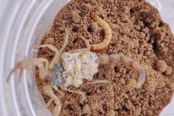 怎么养蝎子,把温度保持在15-35℃