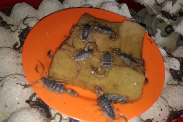 怎么养蝎子,把温度保持在15-35℃