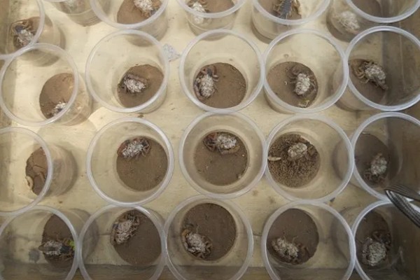 怎么养蝎子,把温度保持在15-35℃