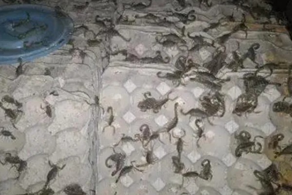 怎么养蝎子,把温度保持在15-35℃