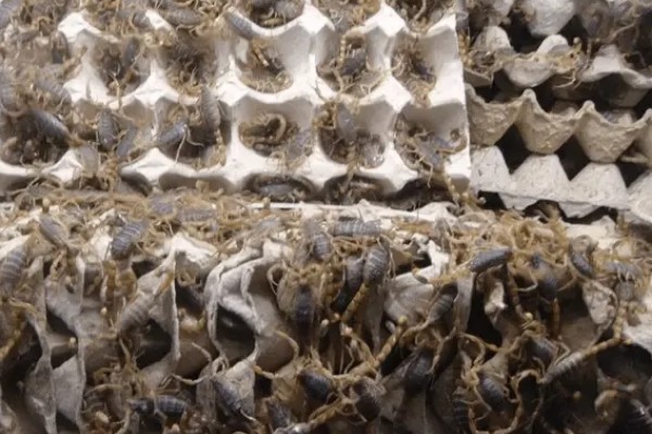 怎么养蝎子,把温度保持在15-35℃