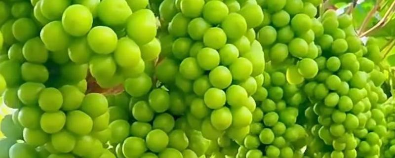 青葡萄的常见品种，有阳光玫瑰、醉金香等