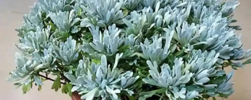 芙蓉菊怎么养，浇水要掌握宁干勿湿的原则