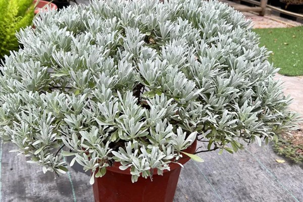 芙蓉菊怎么养,浇水要掌握宁干勿湿的原则