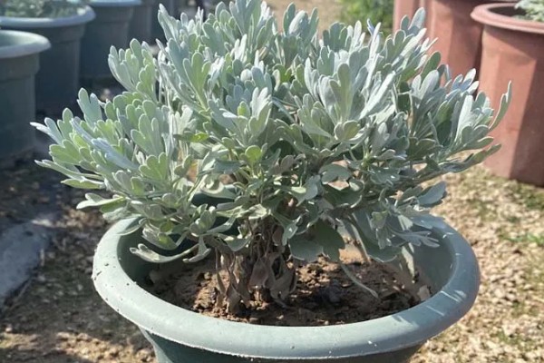 芙蓉菊怎么养,浇水要掌握宁干勿湿的原则