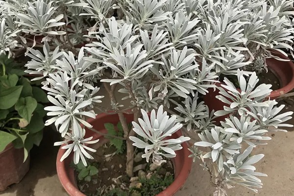 芙蓉菊怎么养,浇水要掌握宁干勿湿的原则
