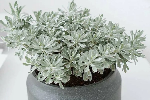 芙蓉菊怎么养,浇水要掌握宁干勿湿的原则