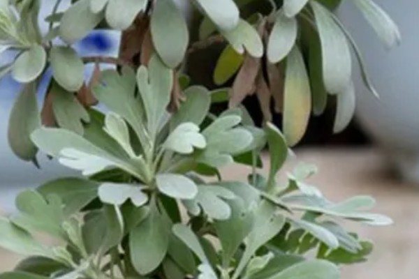 芙蓉菊怎么养,浇水要掌握宁干勿湿的原则