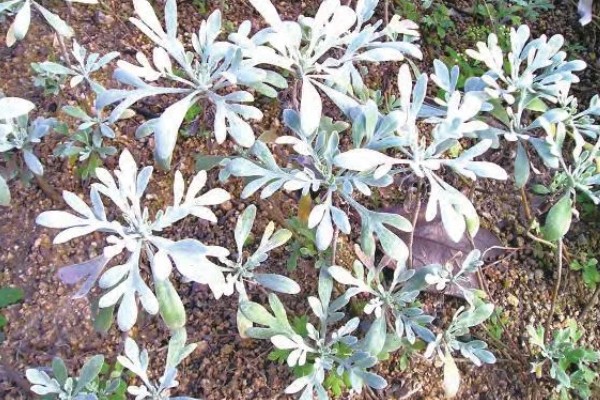 芙蓉菊怎么养,浇水要掌握宁干勿湿的原则