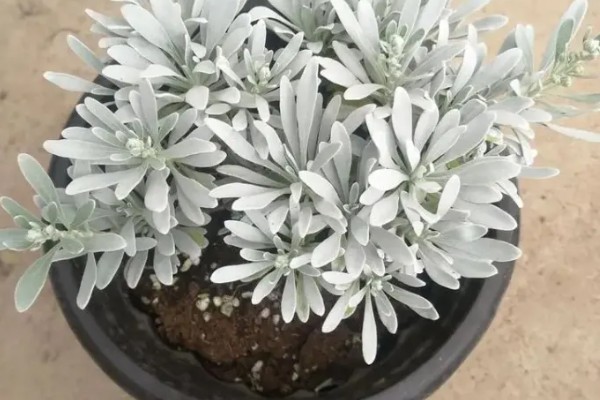 芙蓉菊怎么养,浇水要掌握宁干勿湿的原则