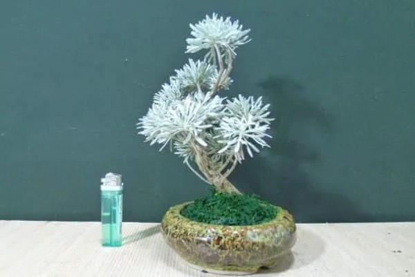 芙蓉菊怎么养,浇水要掌握宁干勿湿的原则