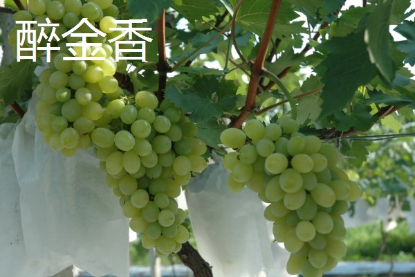 青葡萄的常见品种,有阳光玫瑰、醉金香等