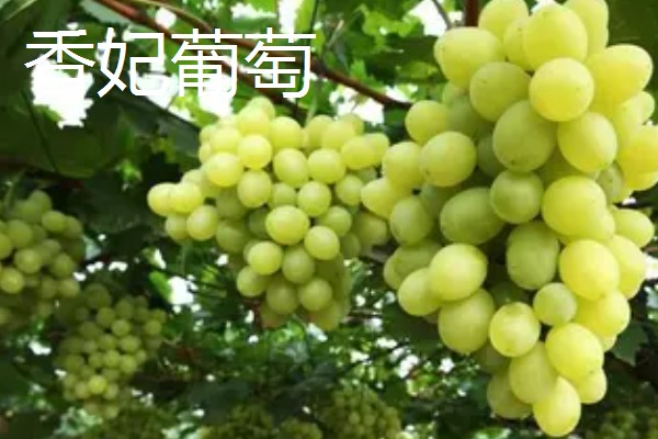 青葡萄的常见品种,有阳光玫瑰、醉金香等
