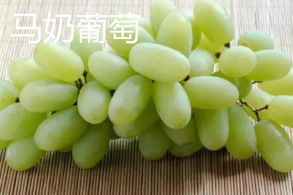 青葡萄的常见品种,有阳光玫瑰、醉金香等