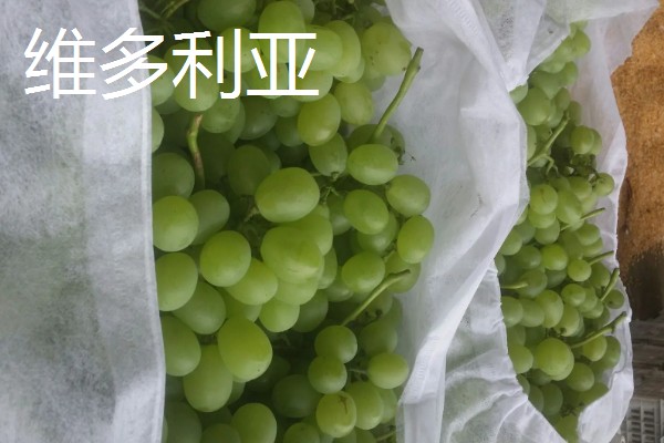 青葡萄的常见品种,有阳光玫瑰、醉金香等