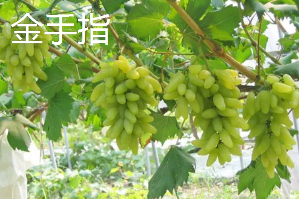 青葡萄的常见品种,有阳光玫瑰、醉金香等